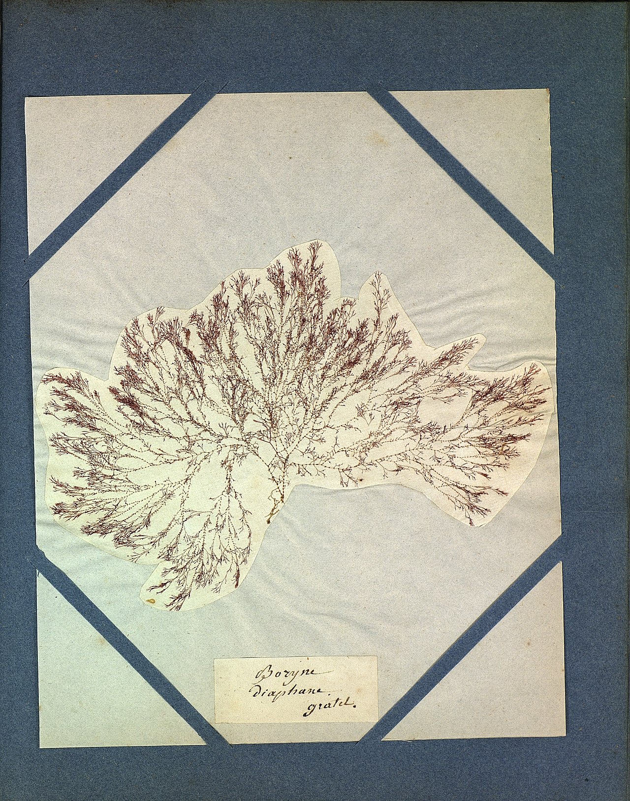 Ceramium diaphanum