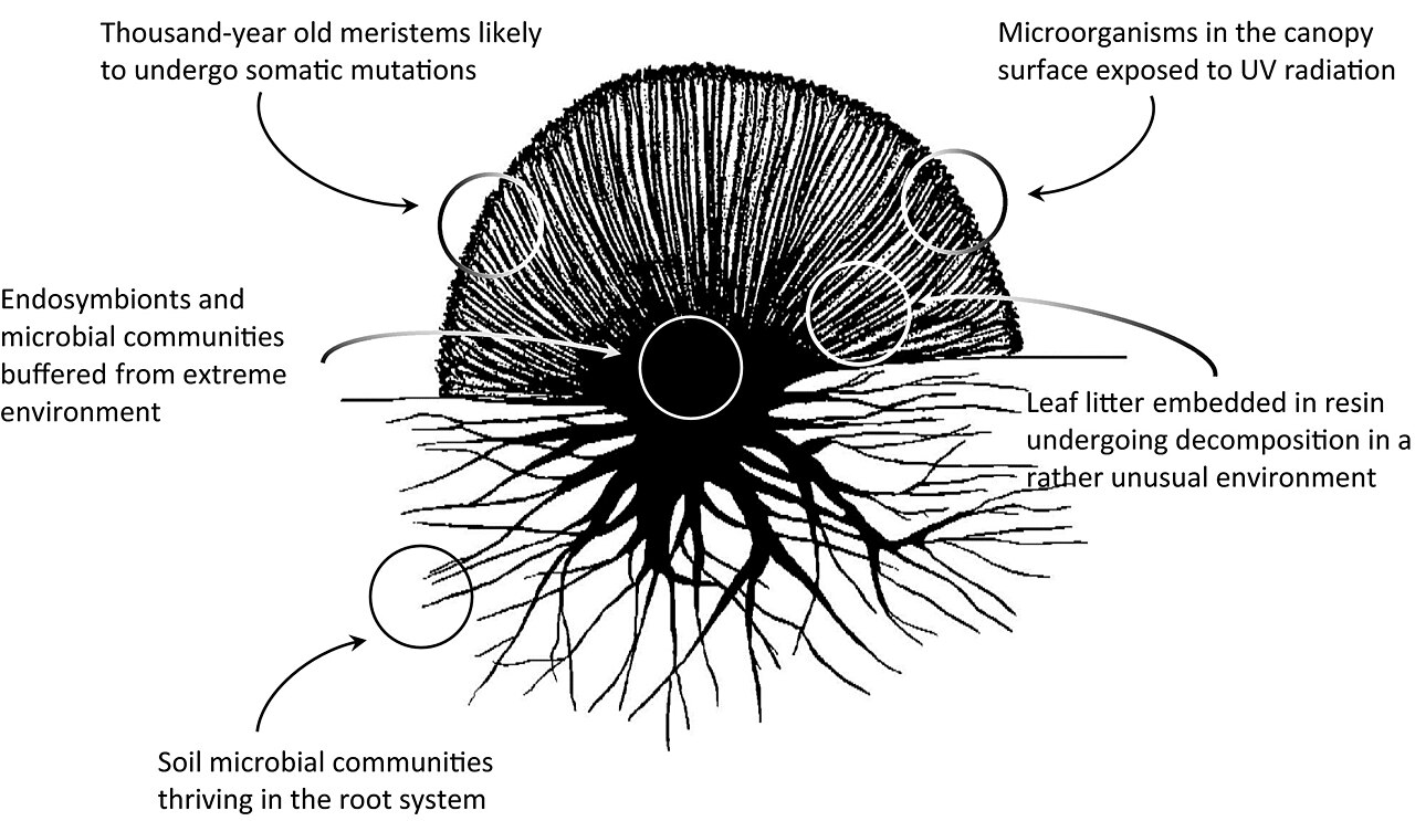 Azorella compacta