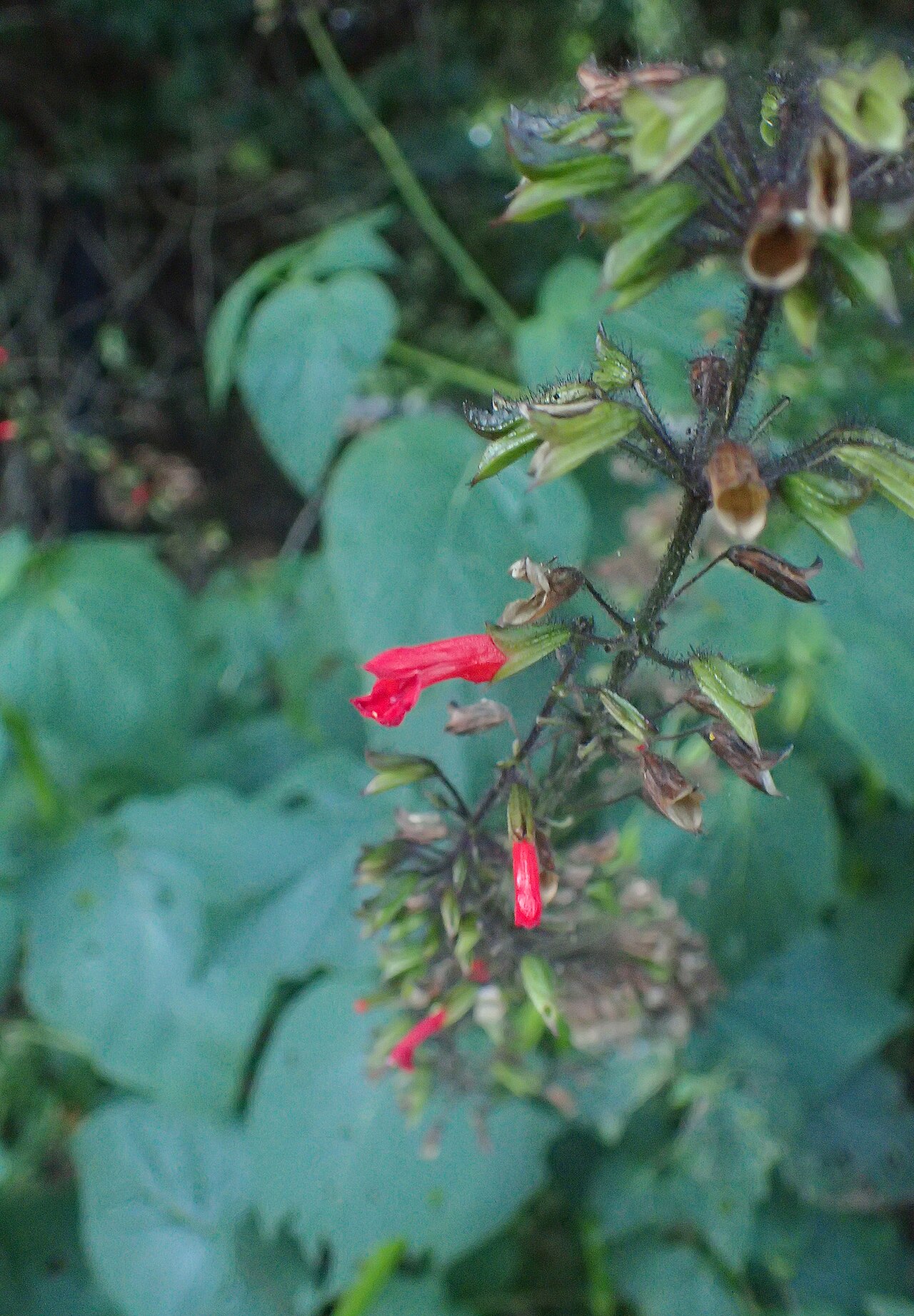 Salvia orthostachys