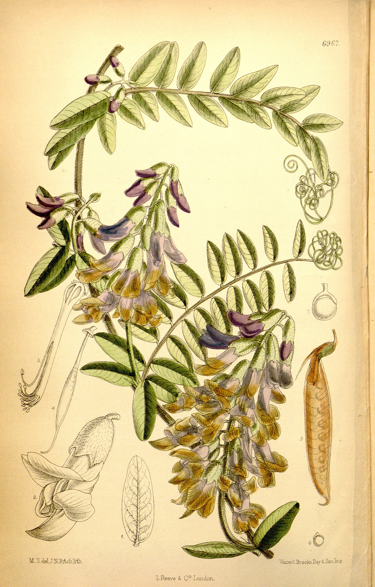 Vicia dennesiana