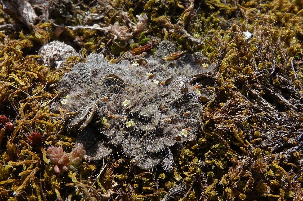 Myosotis brevis