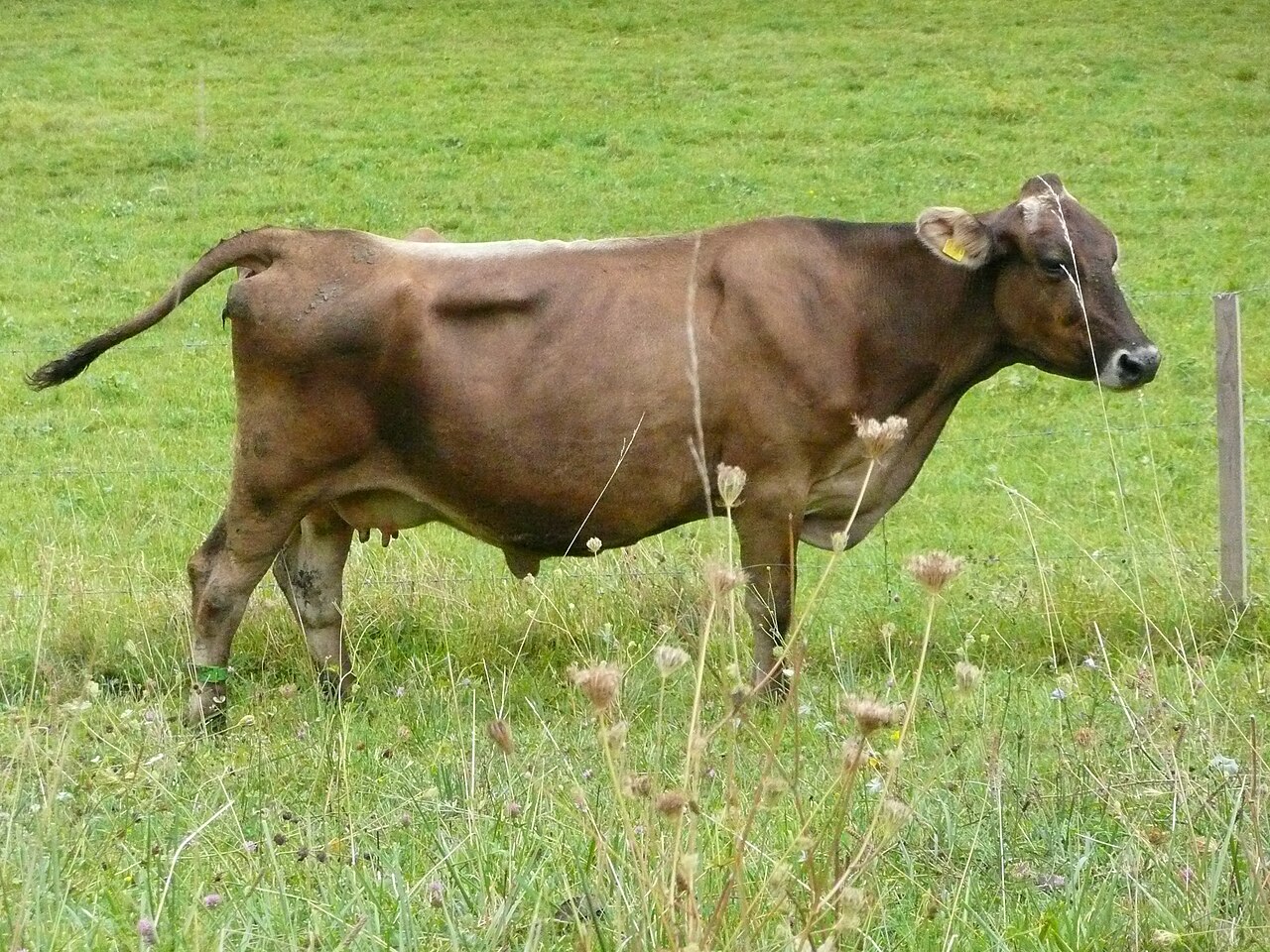 Braunvieh