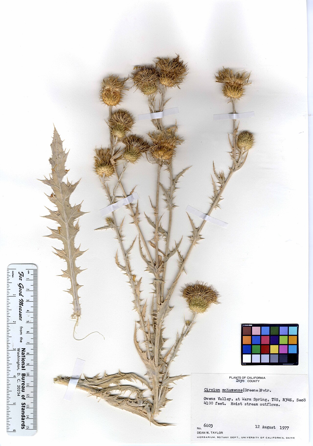 Cirsium mohavense
