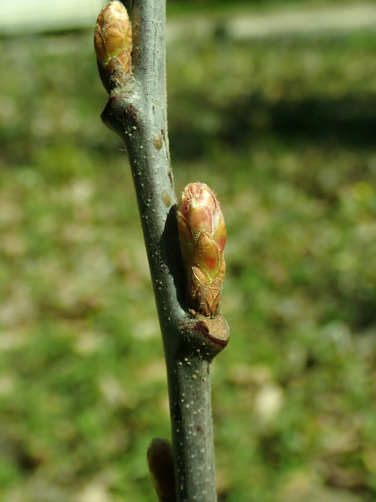 Quercus bushii