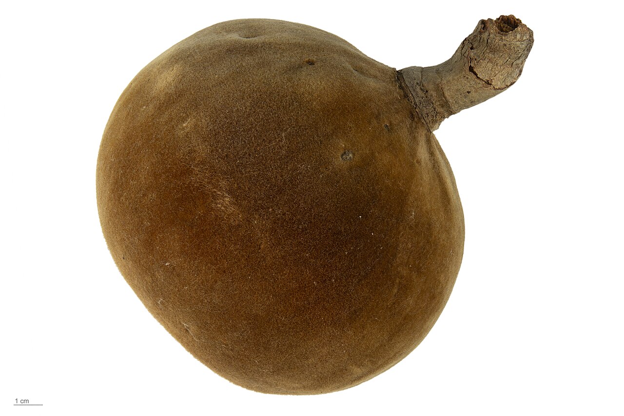 Adansonia rubrostipa