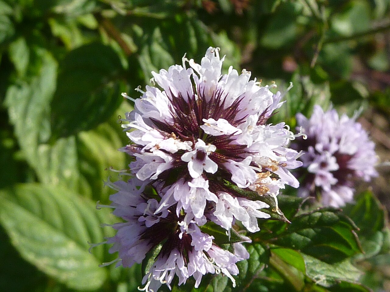 Mentha citrata