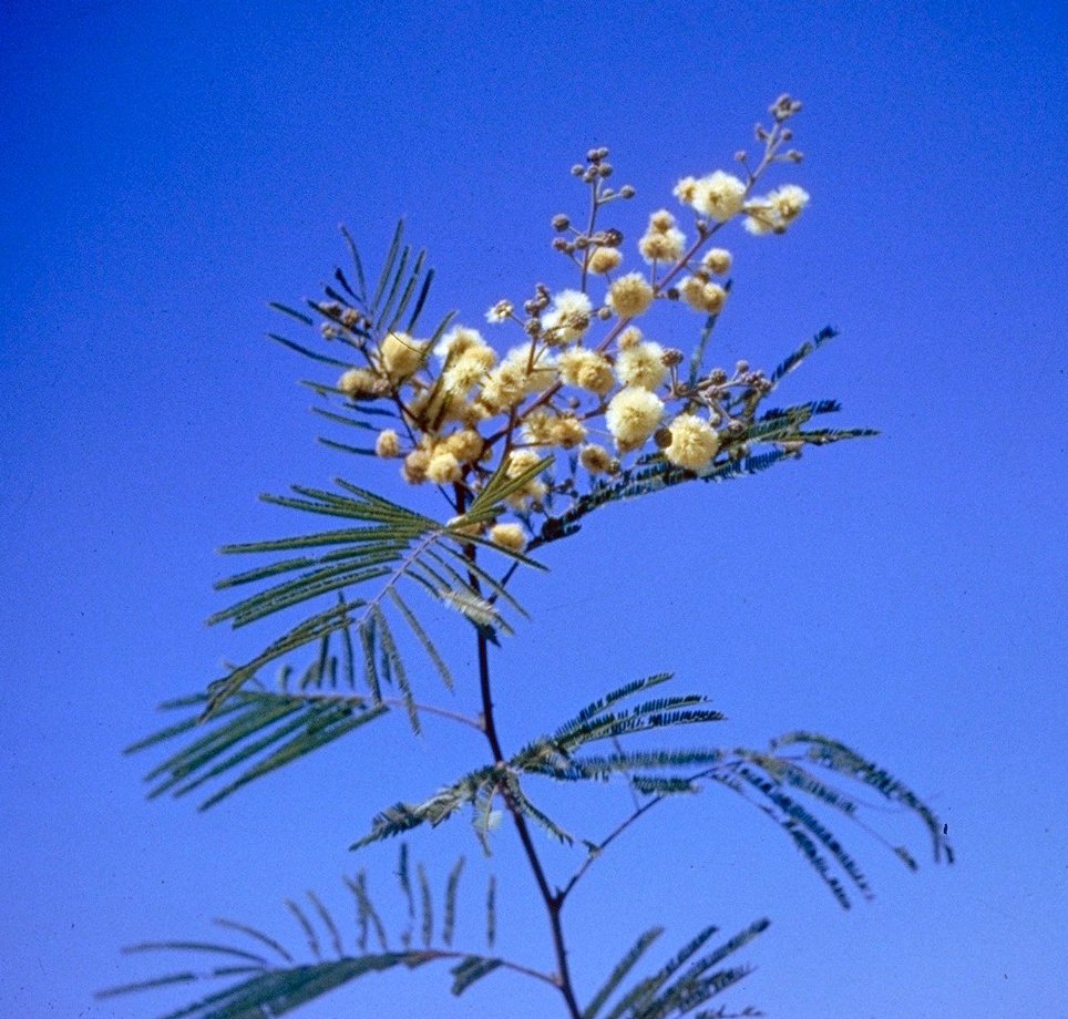 Senegalia berlandieri