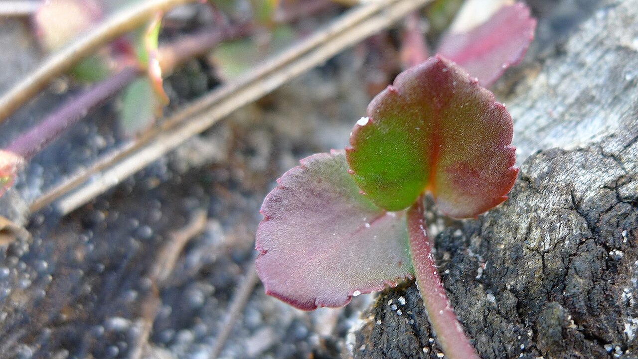 Gonocarpus micranthus
