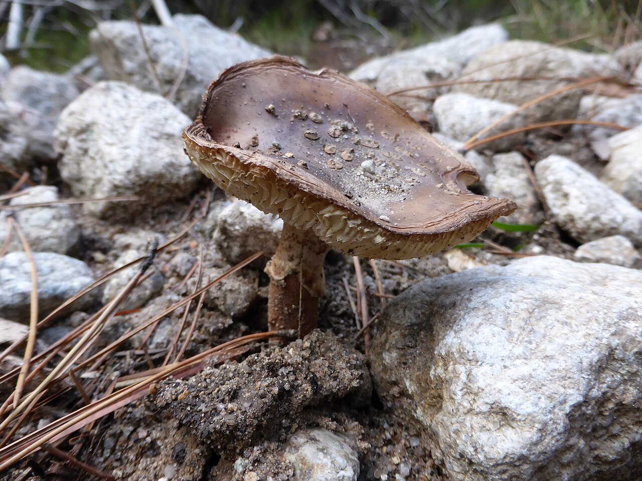 Grey veiled amanita or the porphyry aman