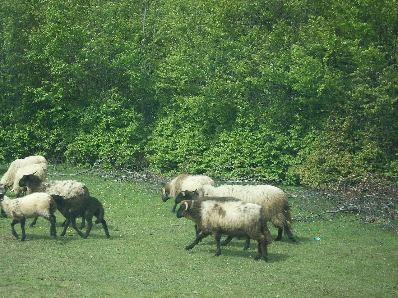 Baluska