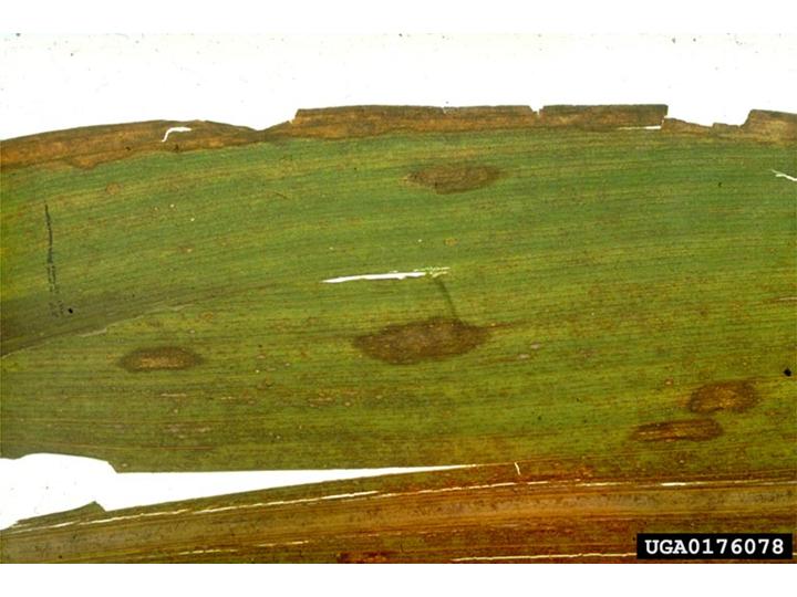 Cochliobolus carbonum
