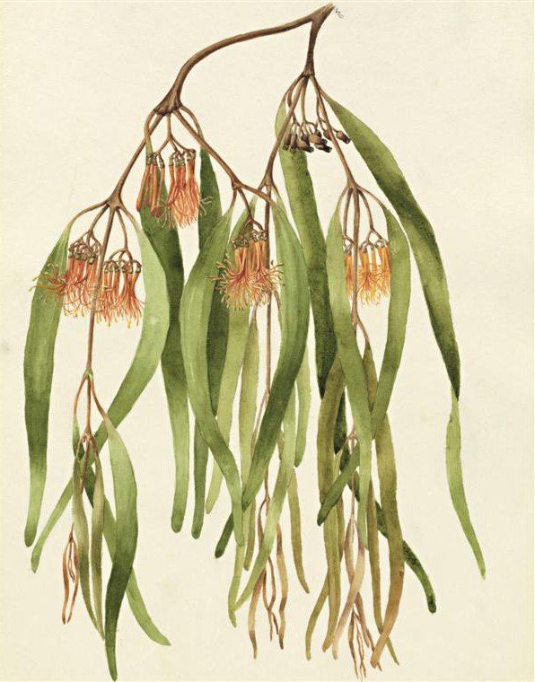 Amyema miquelii