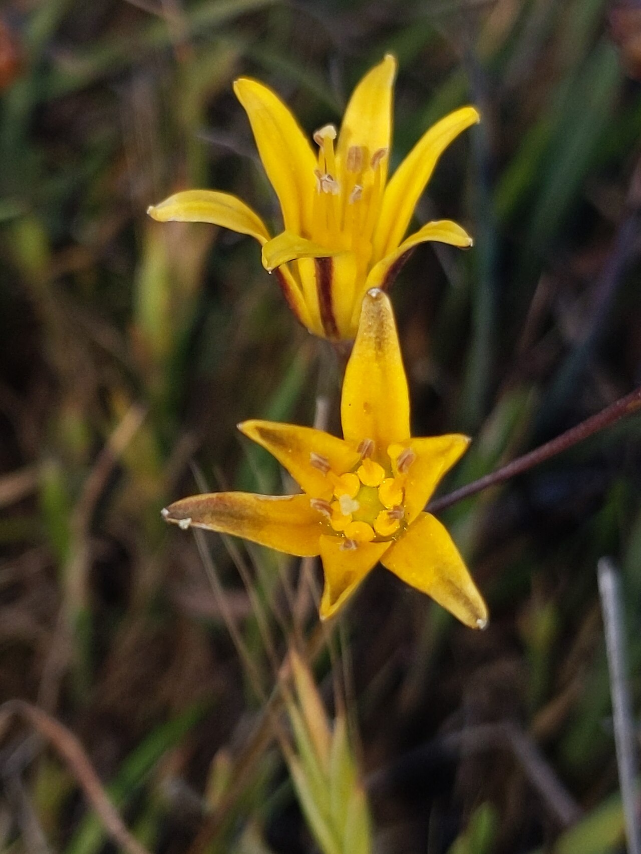 Bloomeria humilis