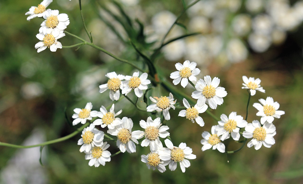 Achillea ptarmica