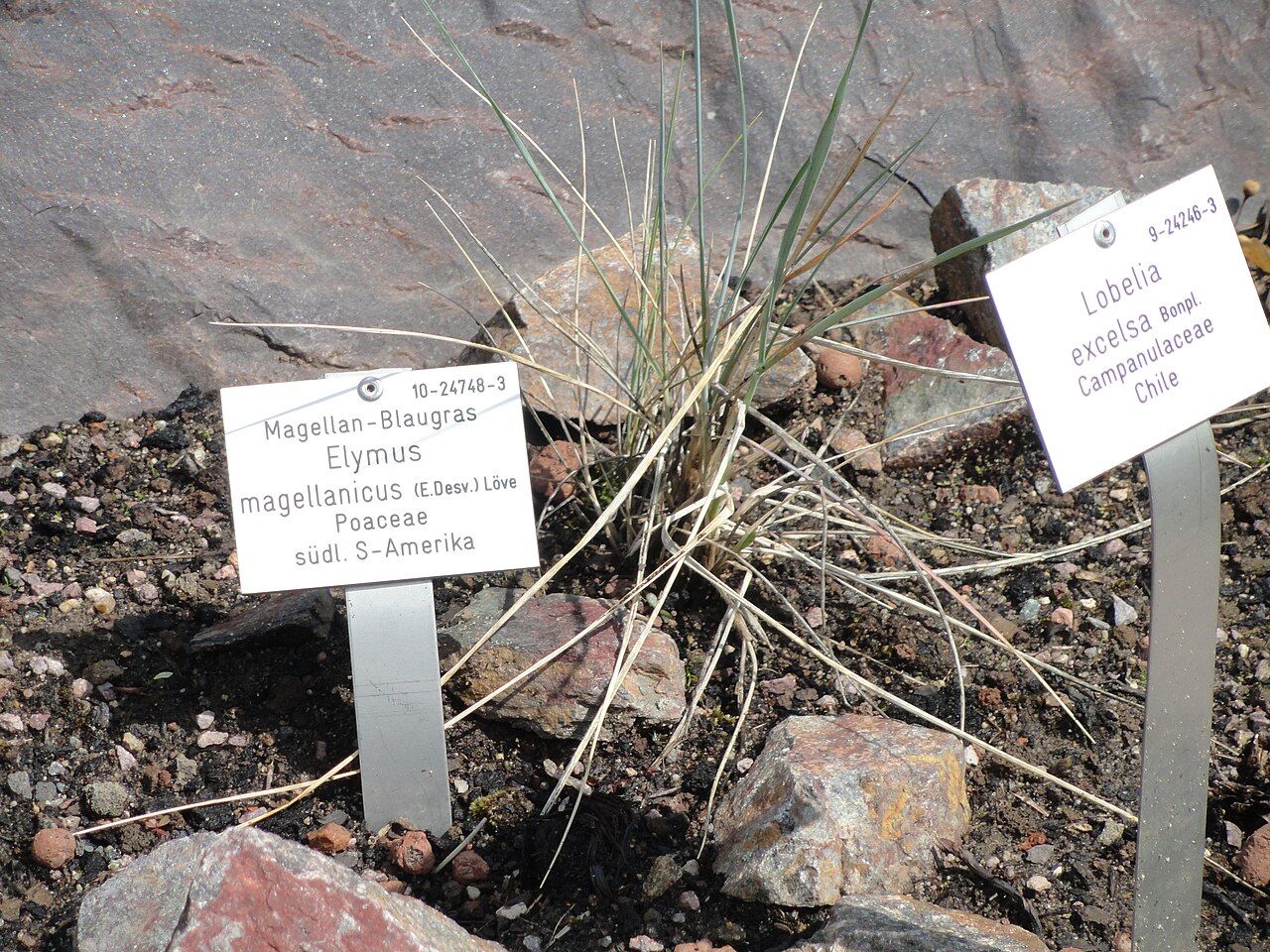 Elymus magellanicus