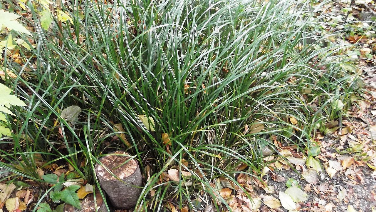 Carex obnupta