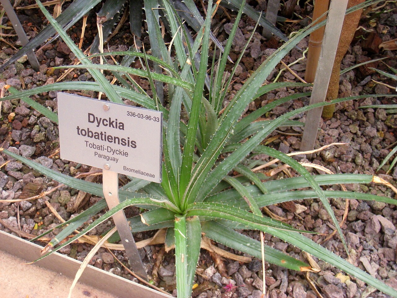 Dyckia tobatiensis