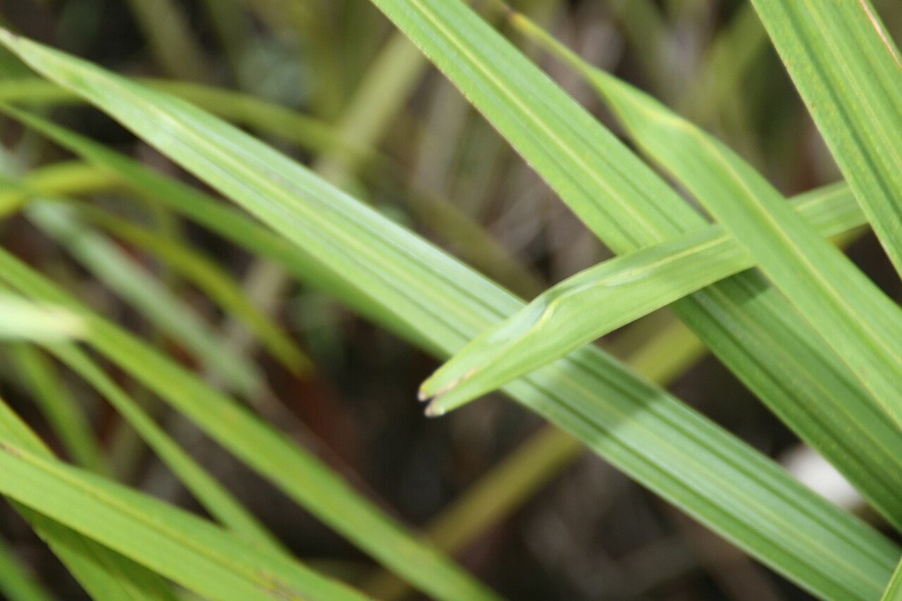Guihaia grossefibrosa
