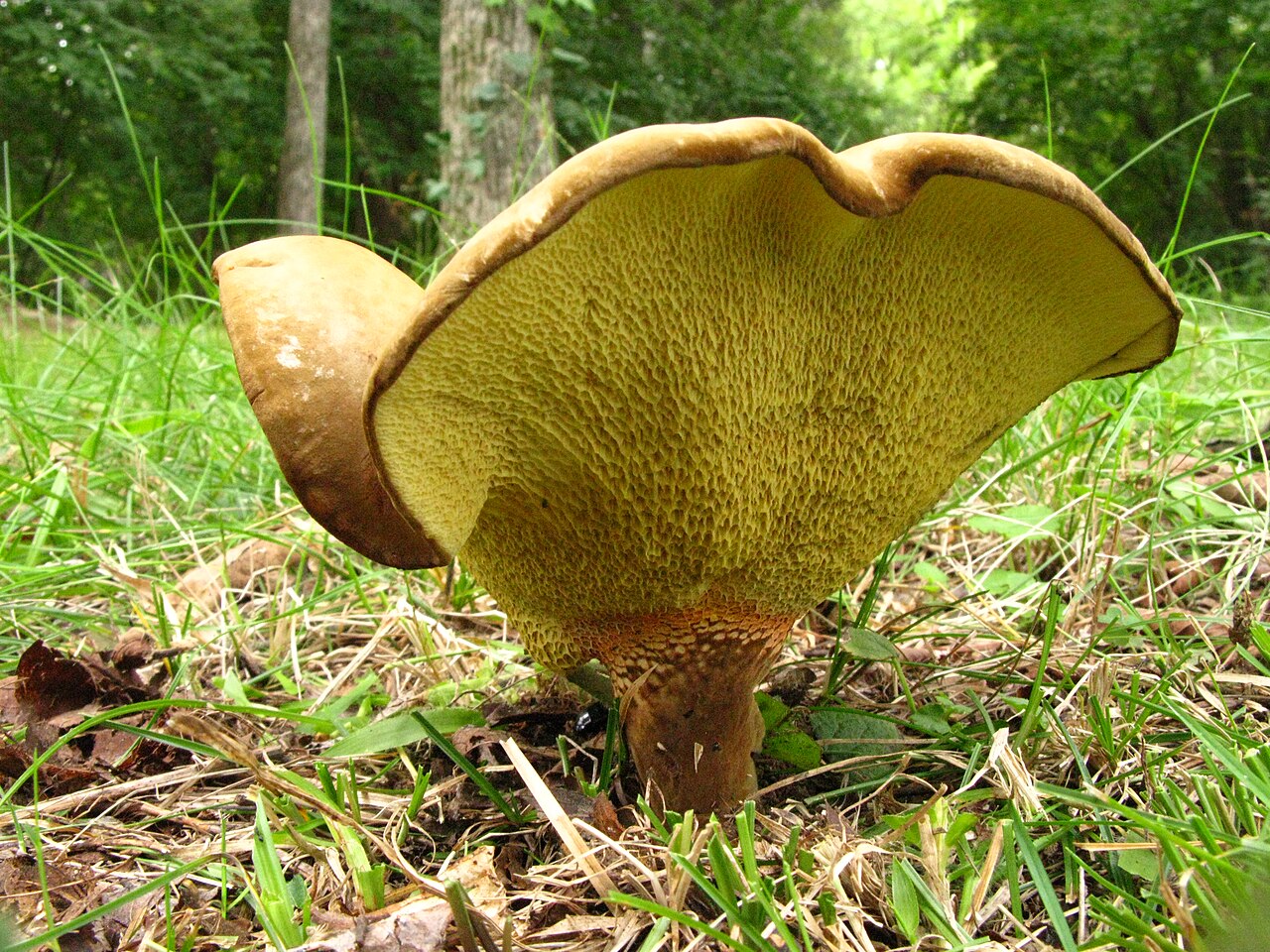 Ash-tree bolete