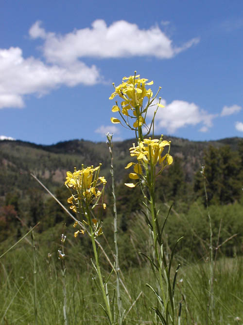Erysimum asperum