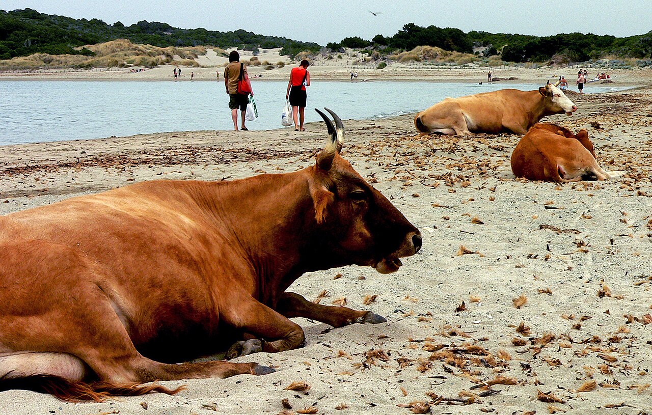 Corsican Cattle