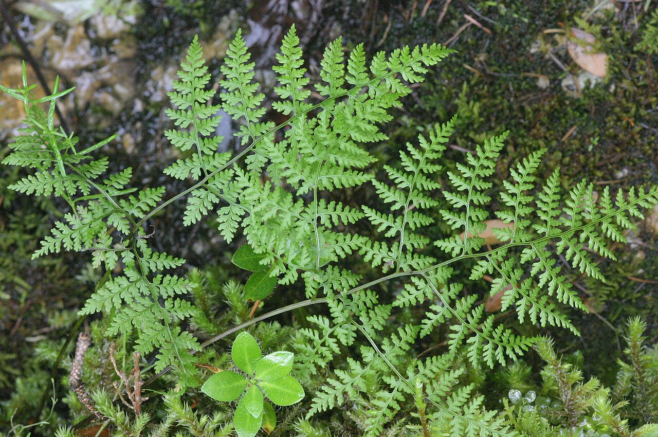 Cystopteris montana