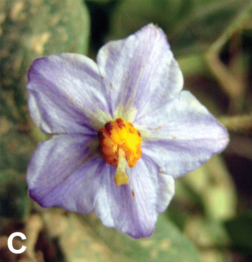 Solanum baretiae