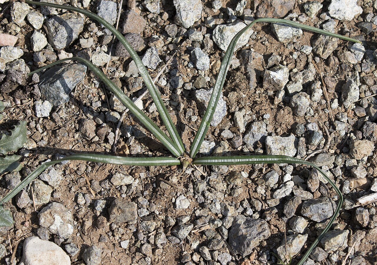 Crocus cancellatus