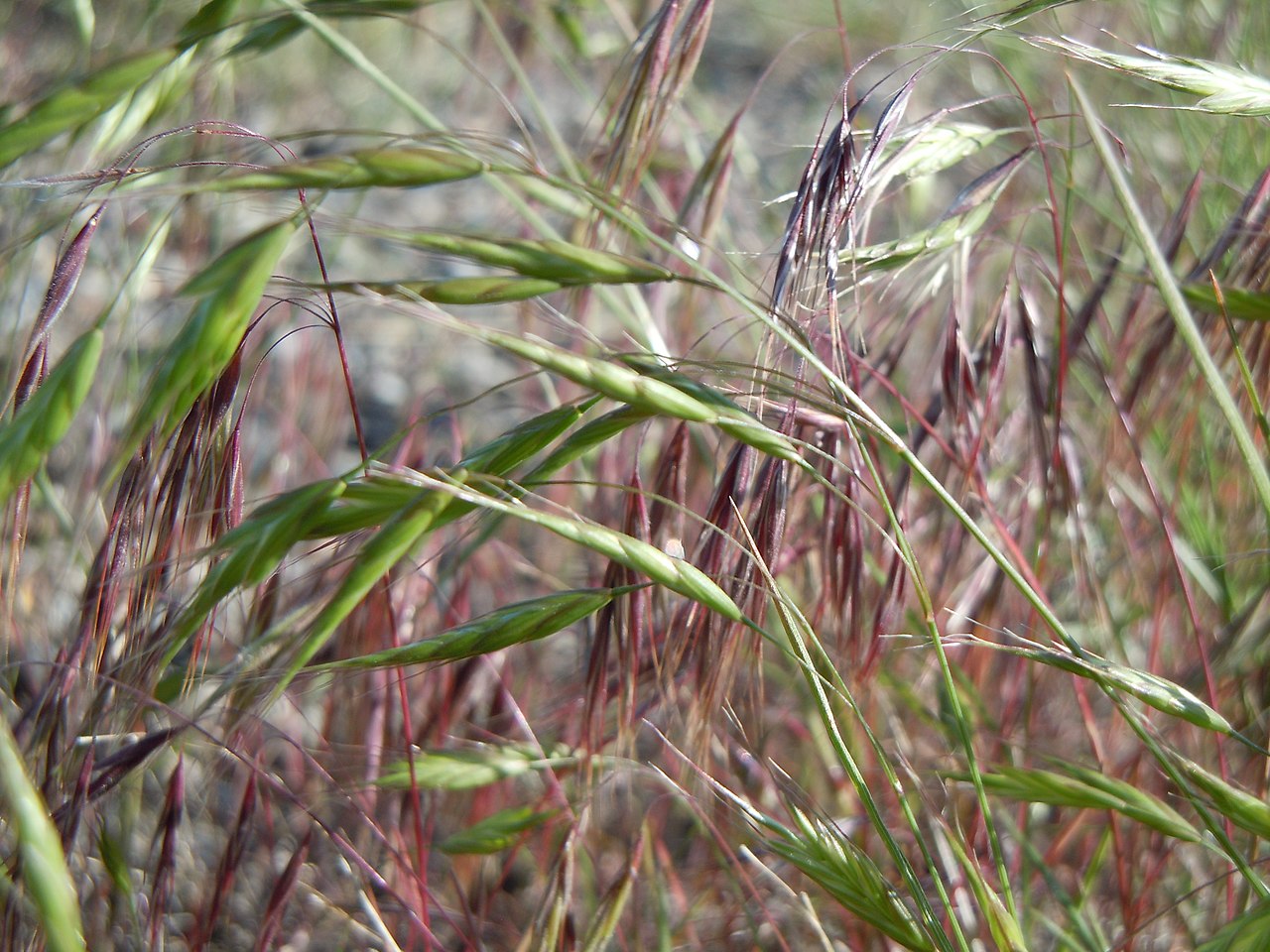 Bromus japonicus
