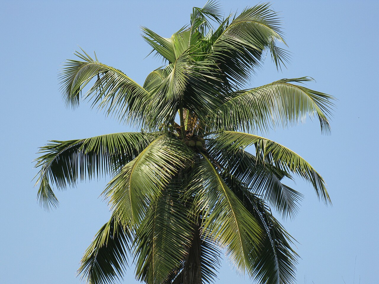 Cocos nucifera