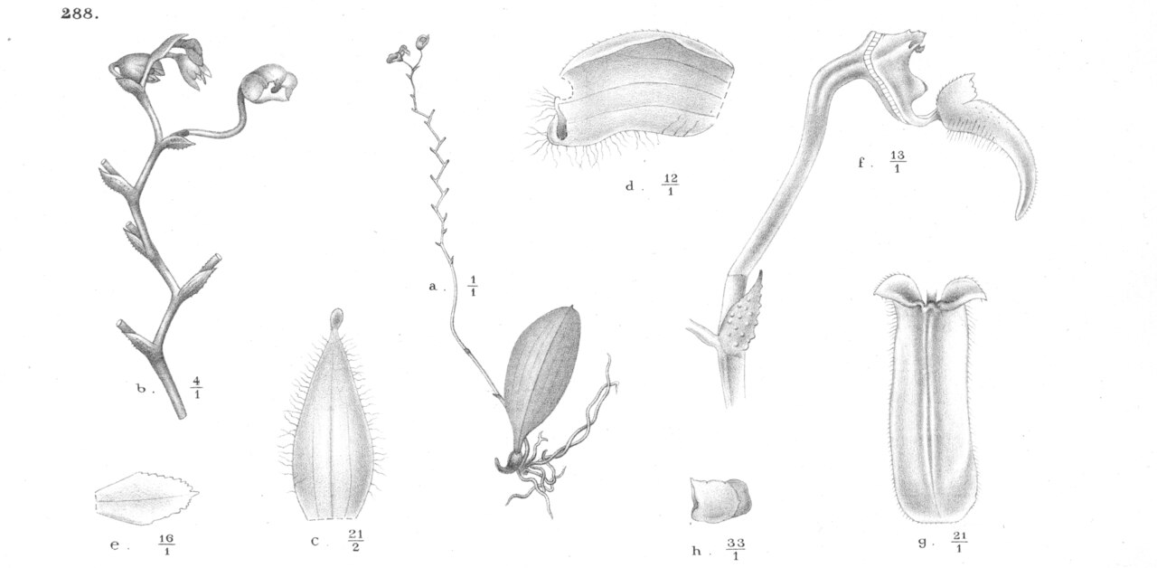 Bulbophyllum bulliferum