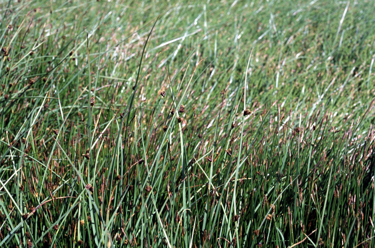 Schoenoplectus americanus