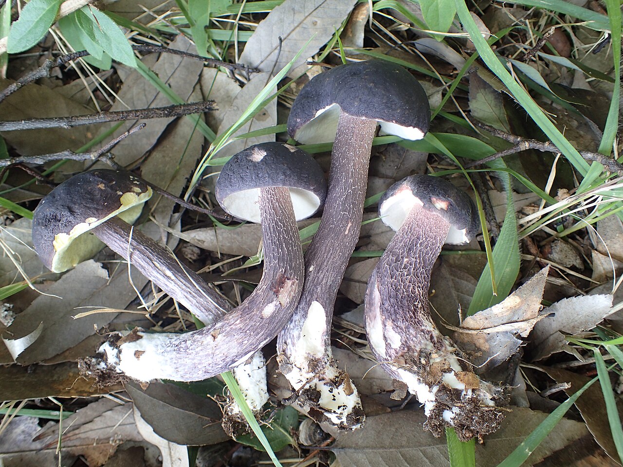Boletus violaceofuscus