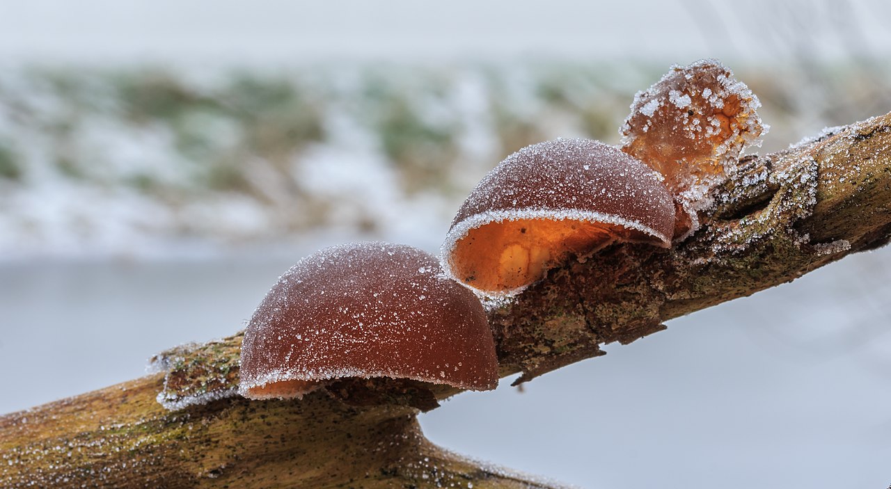 Wood ear