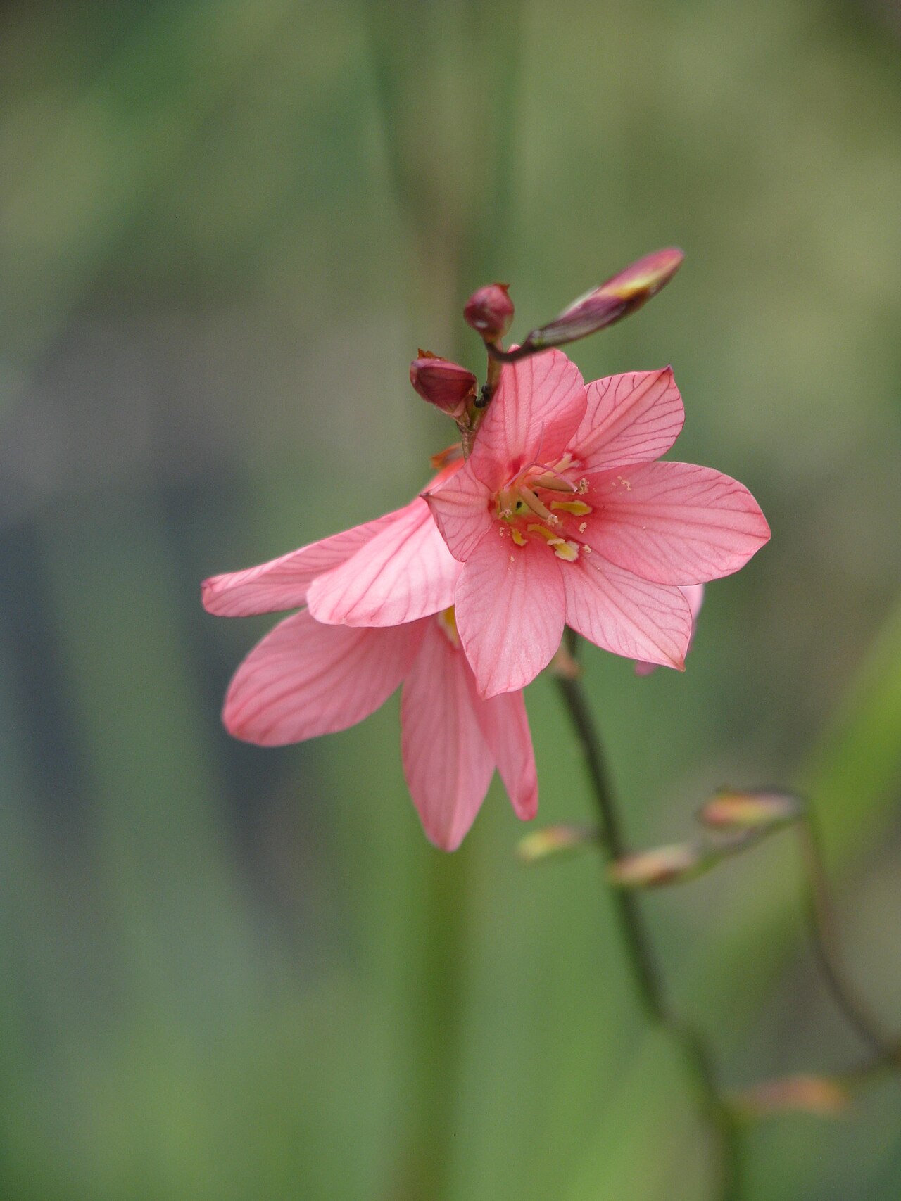 Tritonia disticha