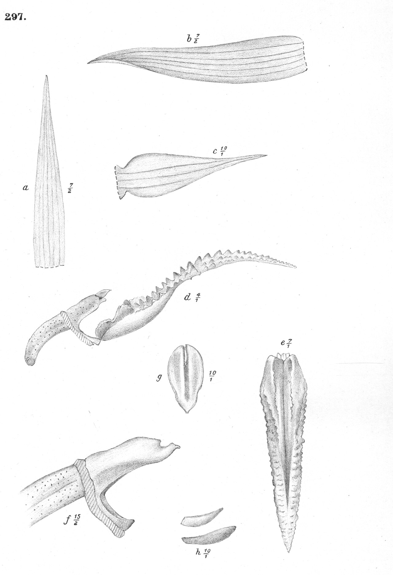 Bulbophyllum crocodilus