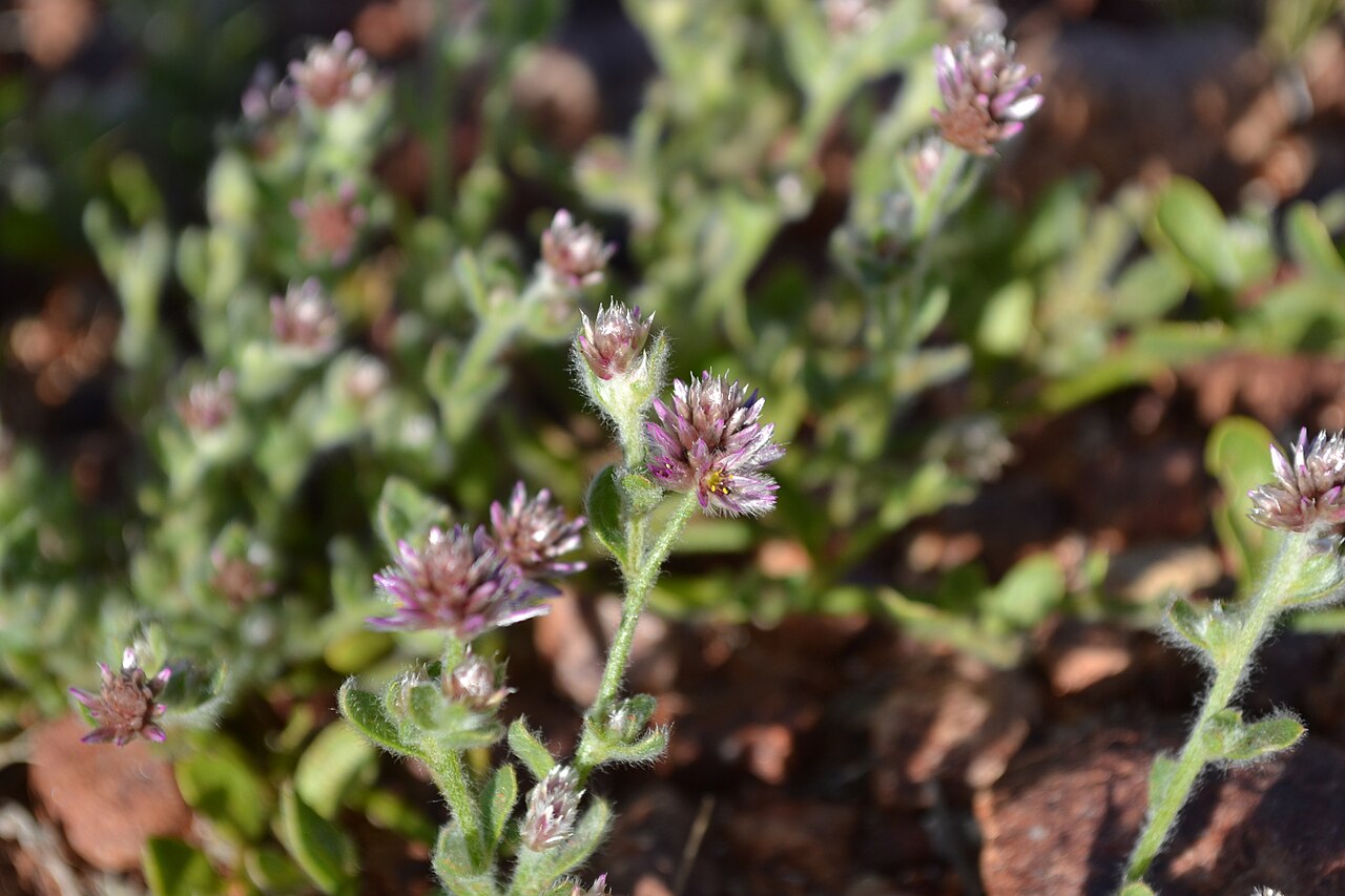 Ptilotus pseudohelipteroides