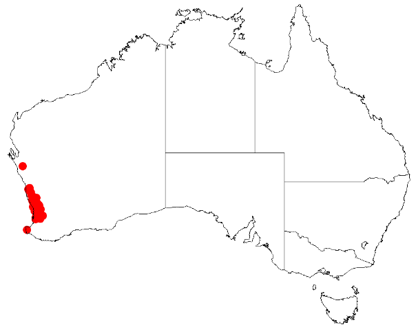 Acacia barbinervis