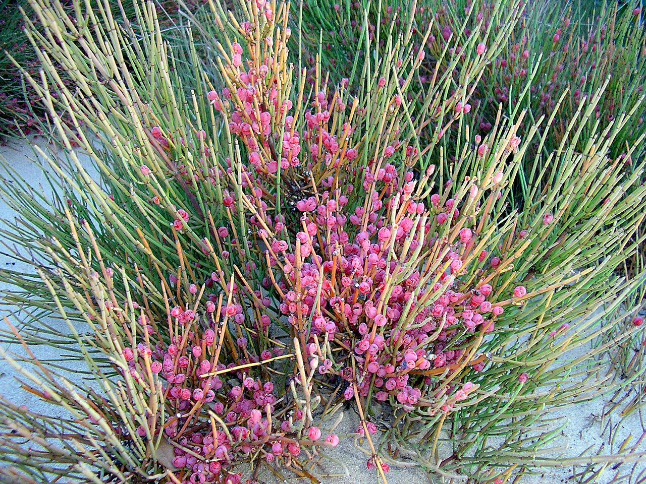 Ephedra altissima