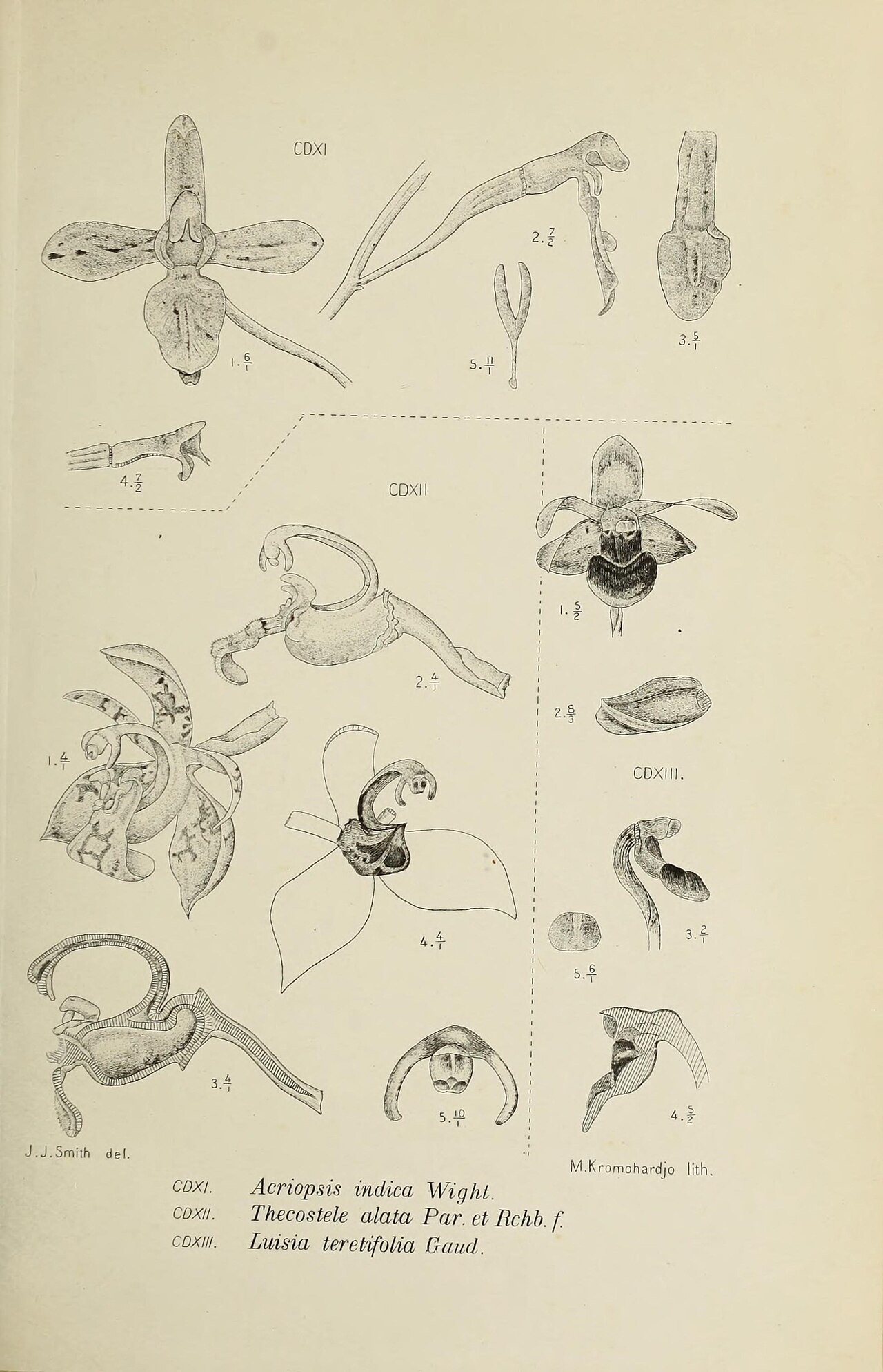Acriopsis indica