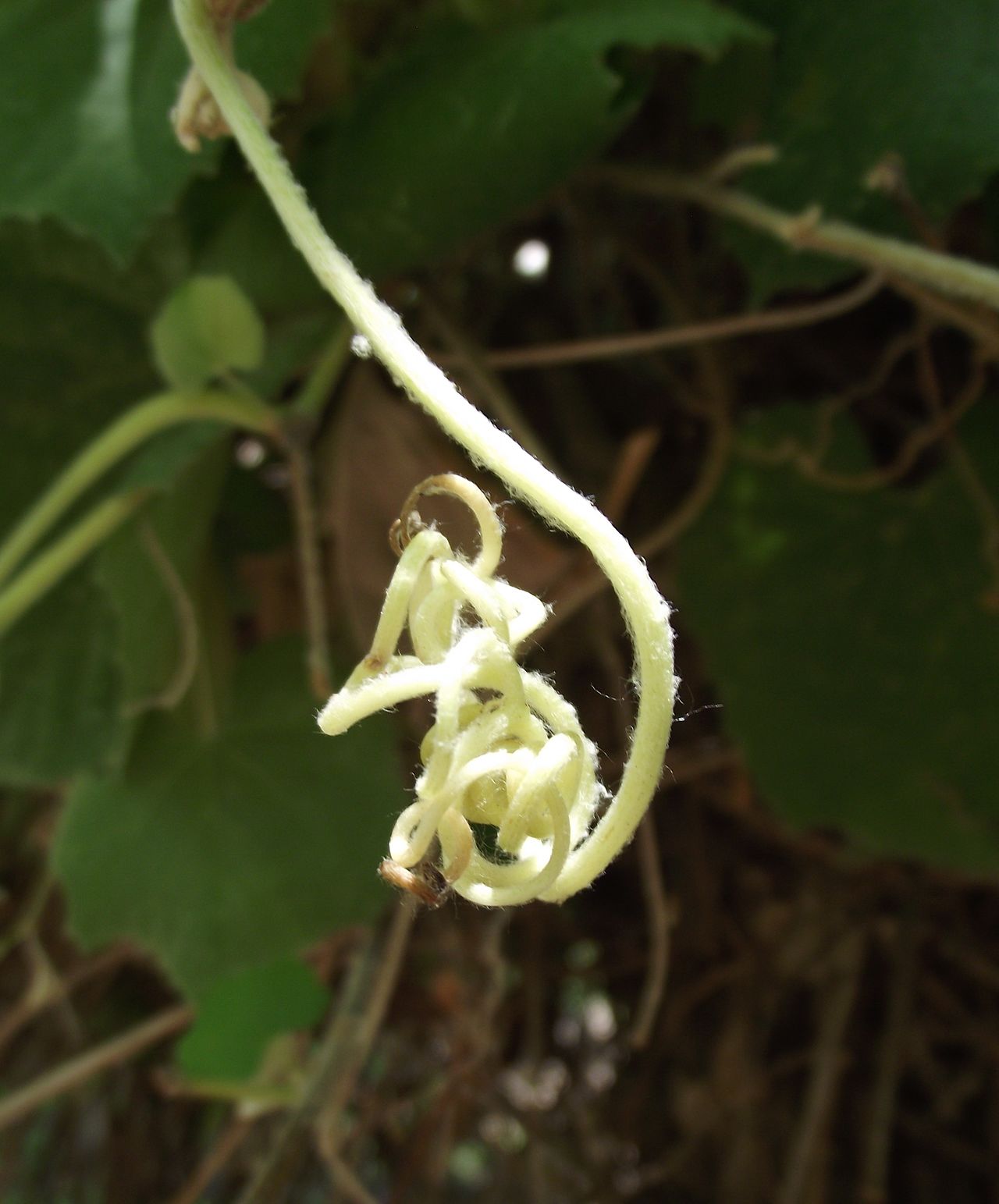 Vitis girdiana
