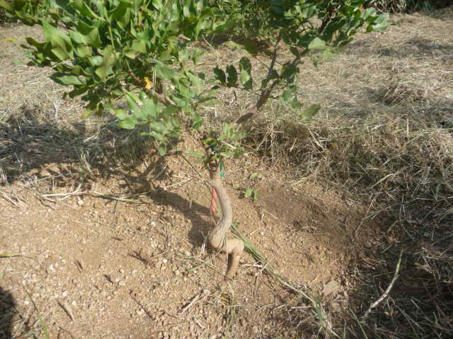 Atalaya capensis
