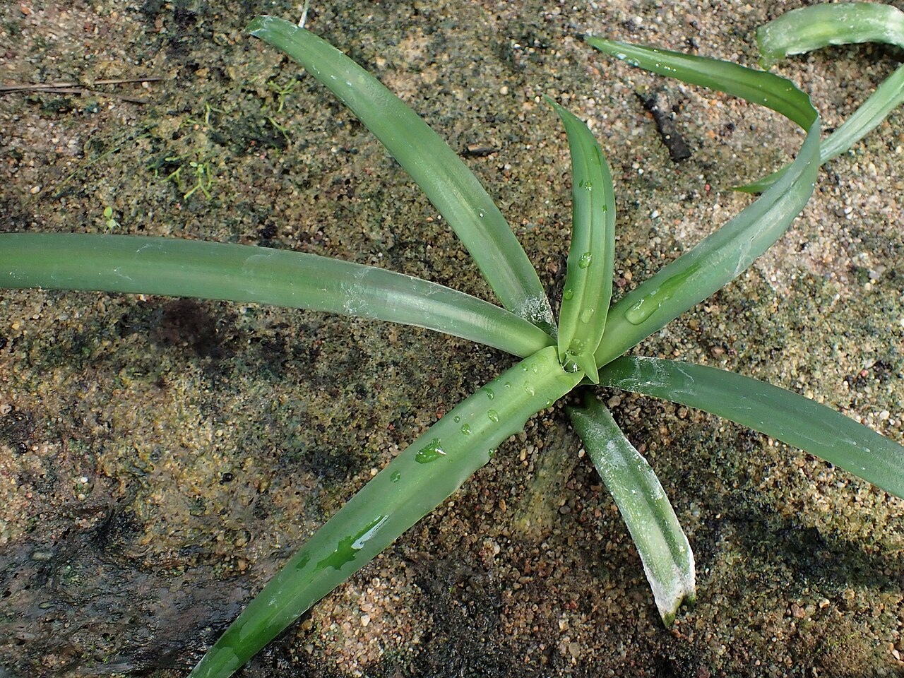 Crinum purpurascens