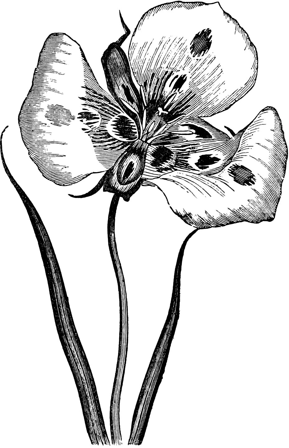 Calochortus venustus