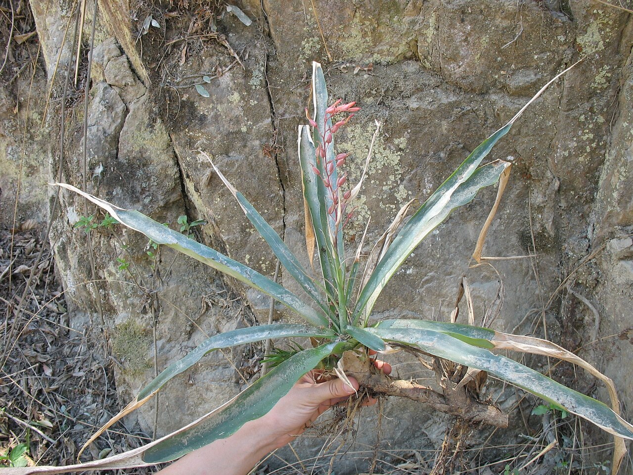 Fosterella spectabilis