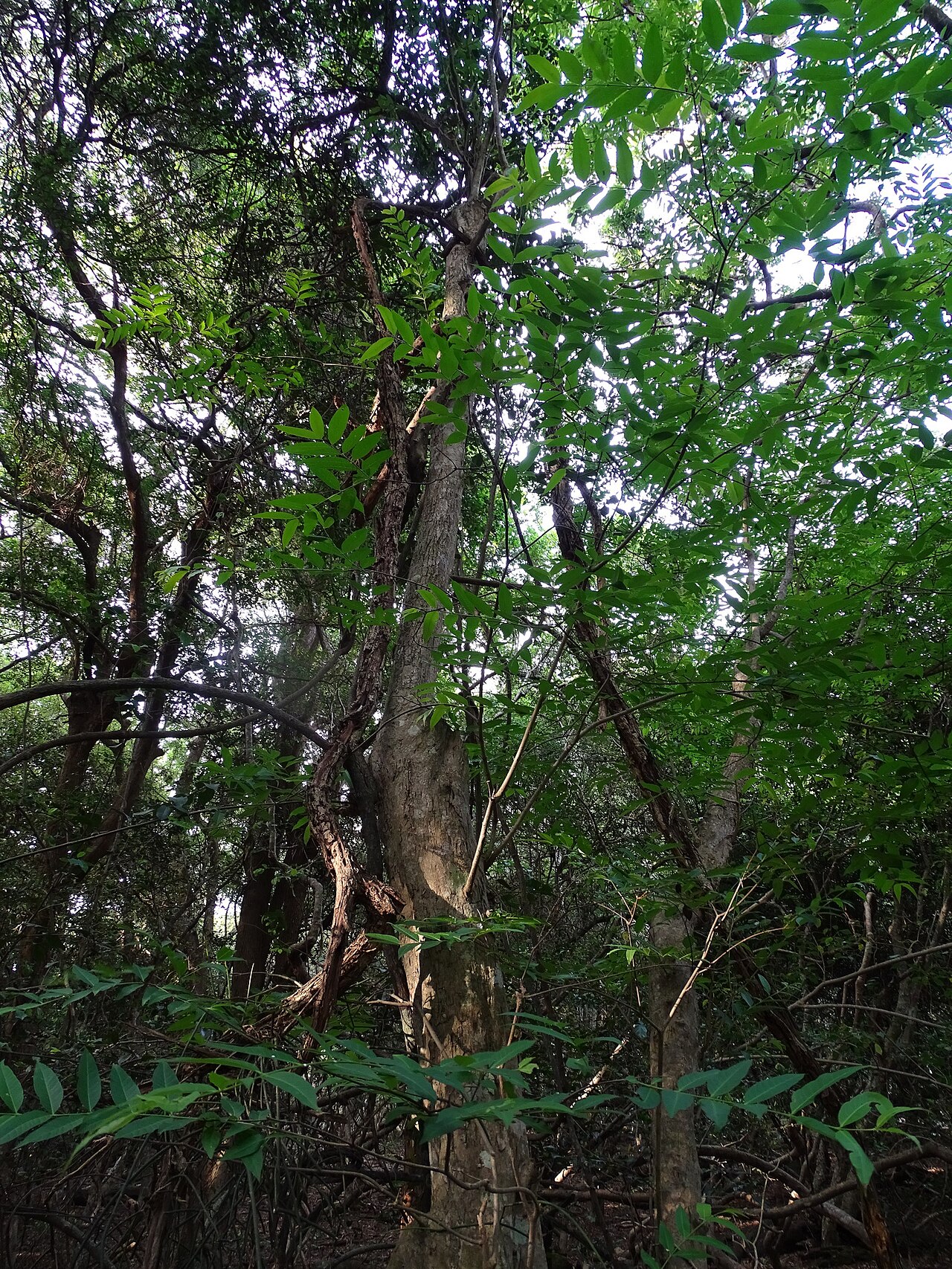 Wrightia natalensis