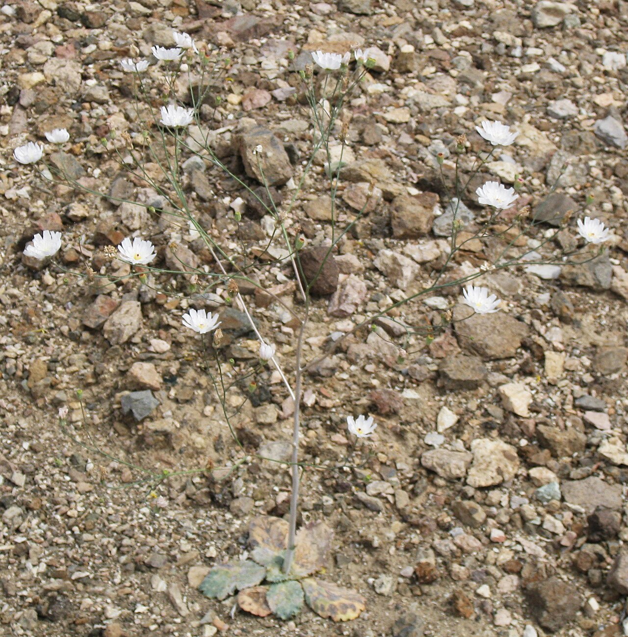 Atrichoseris platyphylla