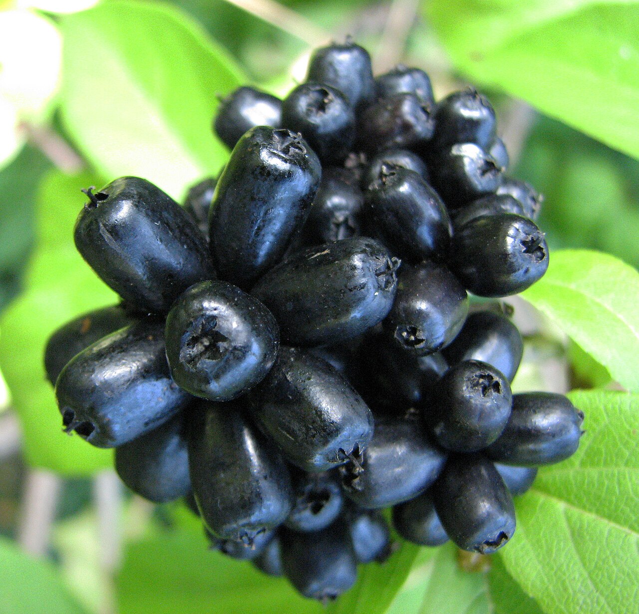 Eleutherococcus sessiliflorus