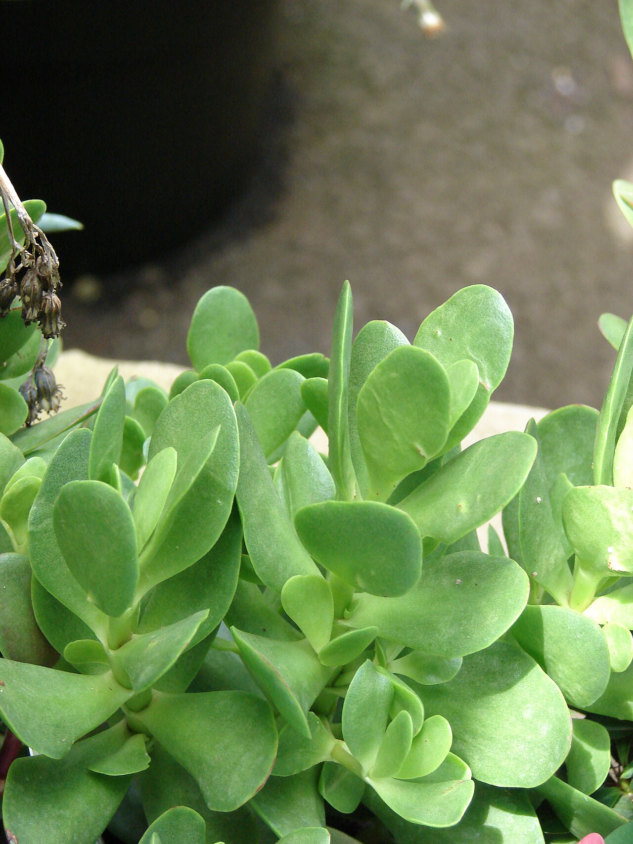 Crassula pubescens