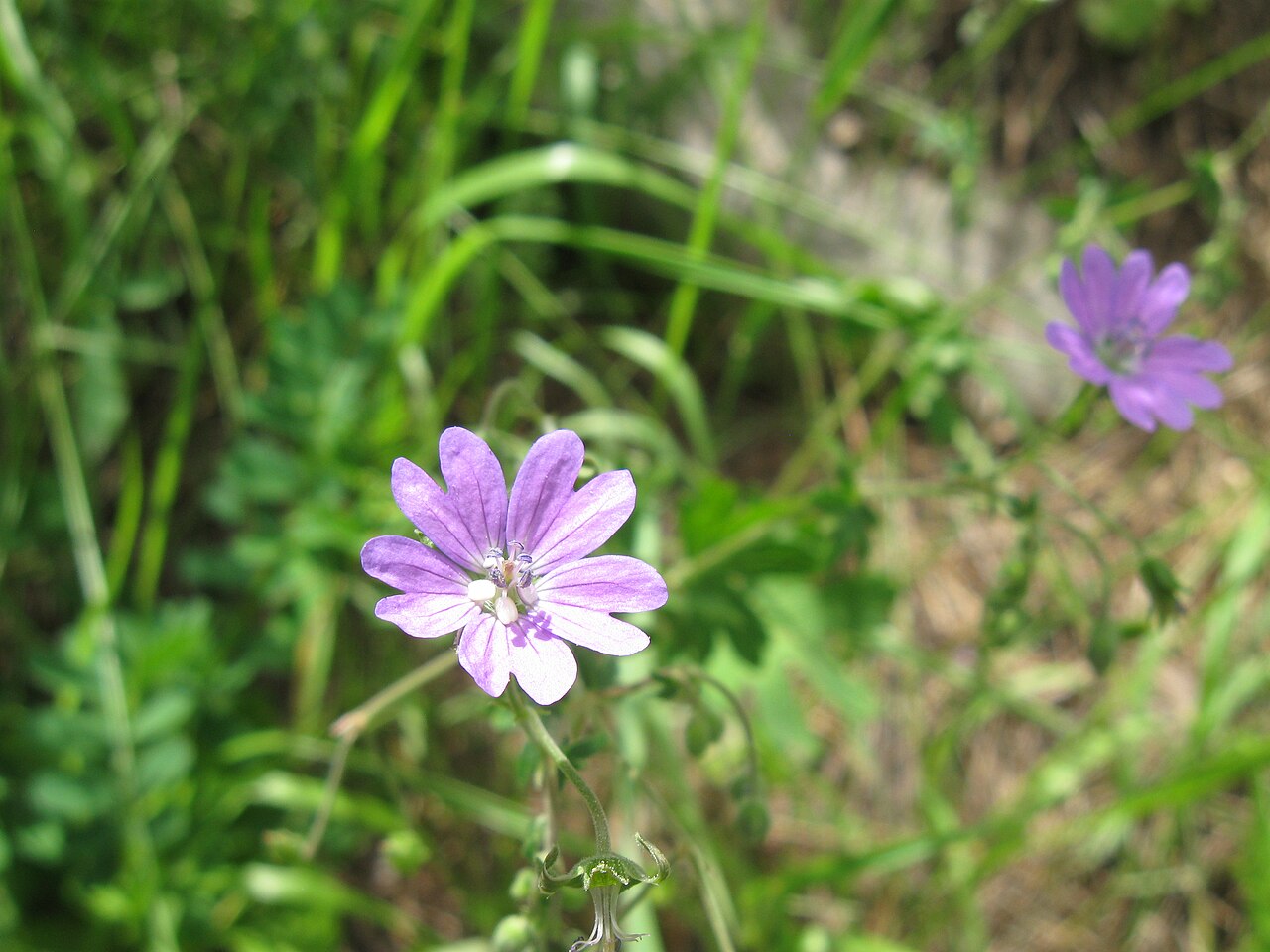 Geranium linearilobum